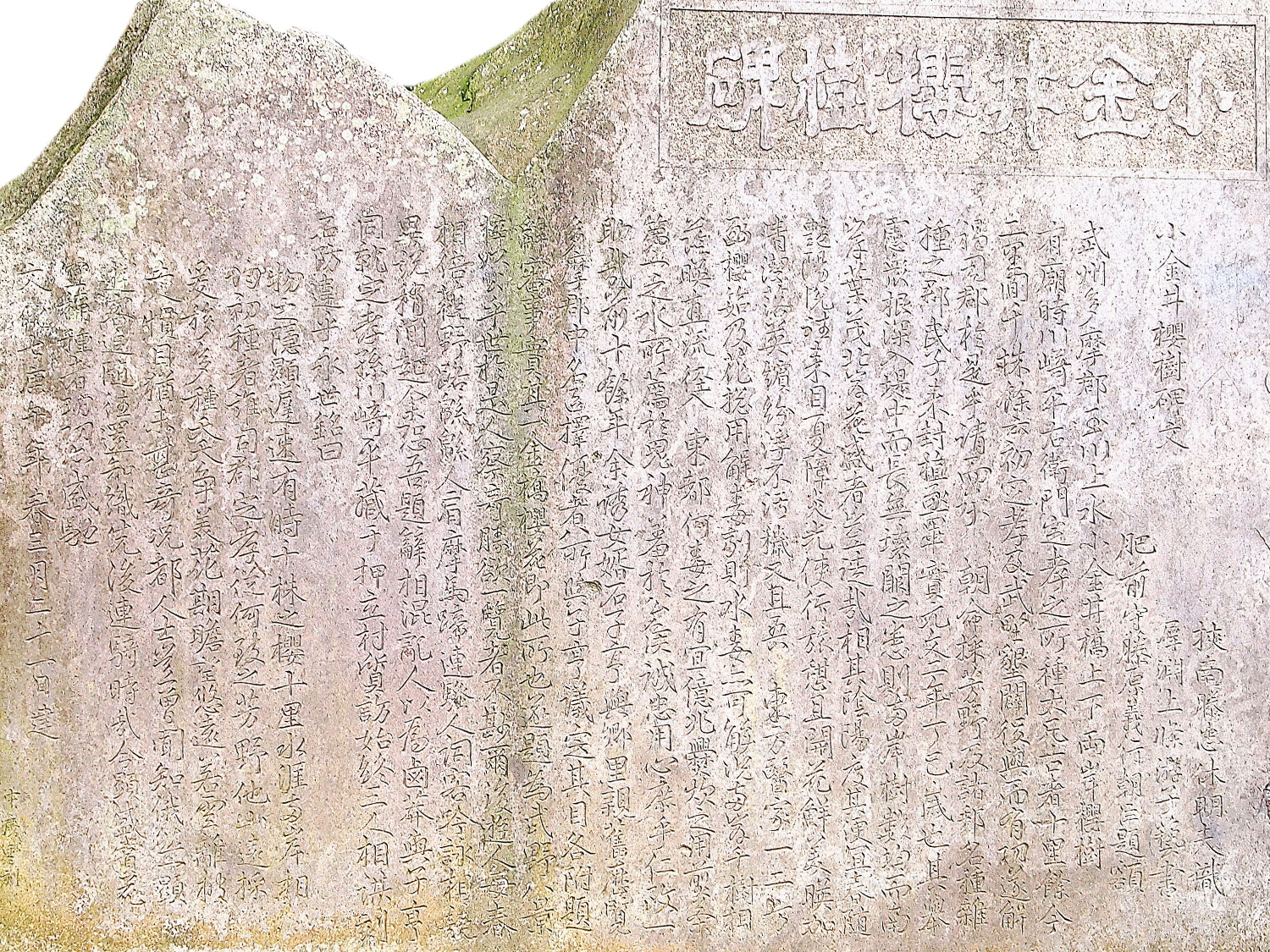 小金井桜樹碑